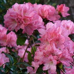 Hampton Beauty Evergreen Azalea (Pericat Hybrid), Rhododendron x 'Hampton Beauty'